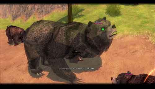 kuma.jpg